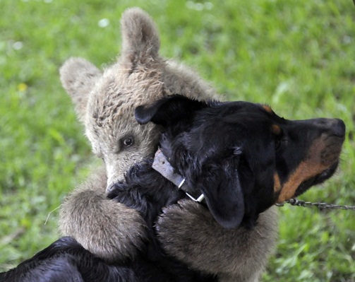 Bear Cub Medo Hugs Dog
