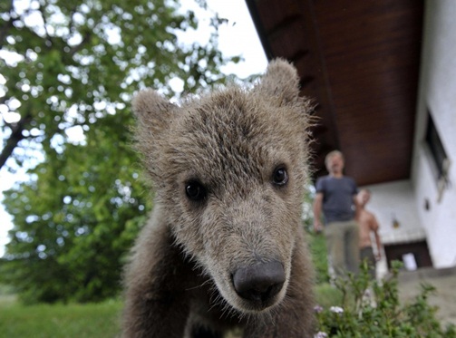 Bear Cub Medo Photo