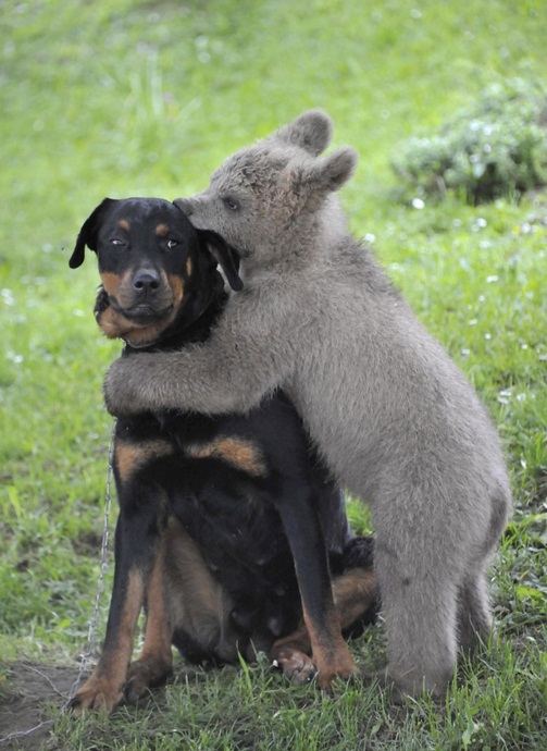 Bear Cub Medo Playing With The Dog