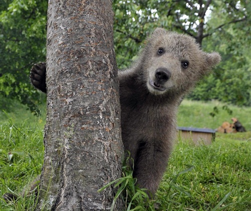 Bear Cub Medo Playing Hide and Seek